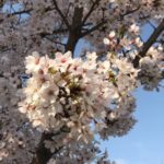 今日の桜。